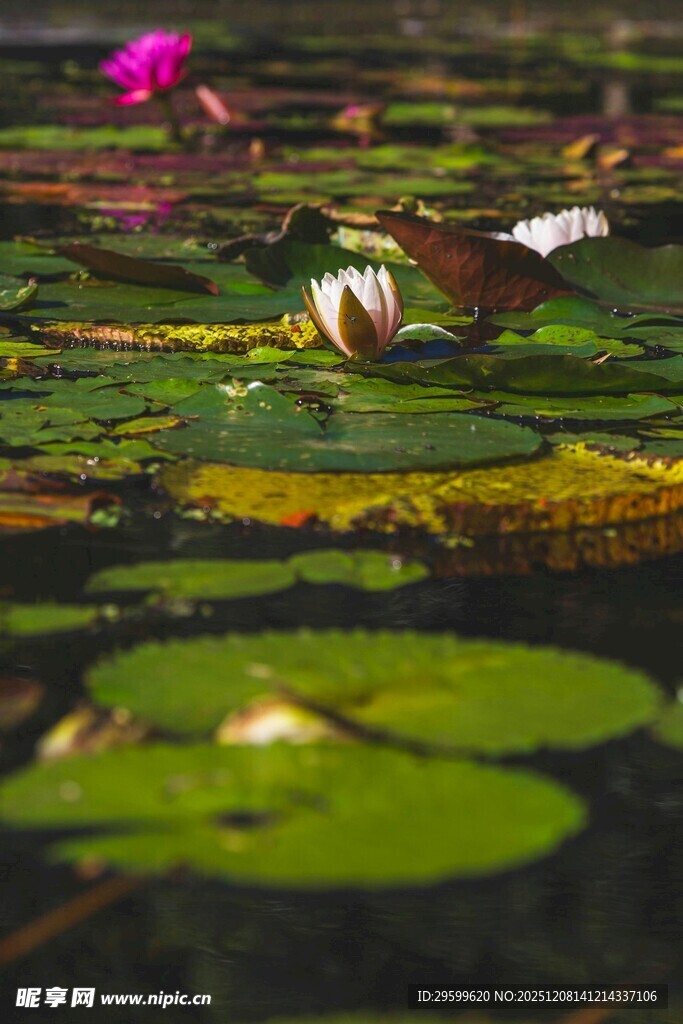 池塘中的睡莲与荷叶