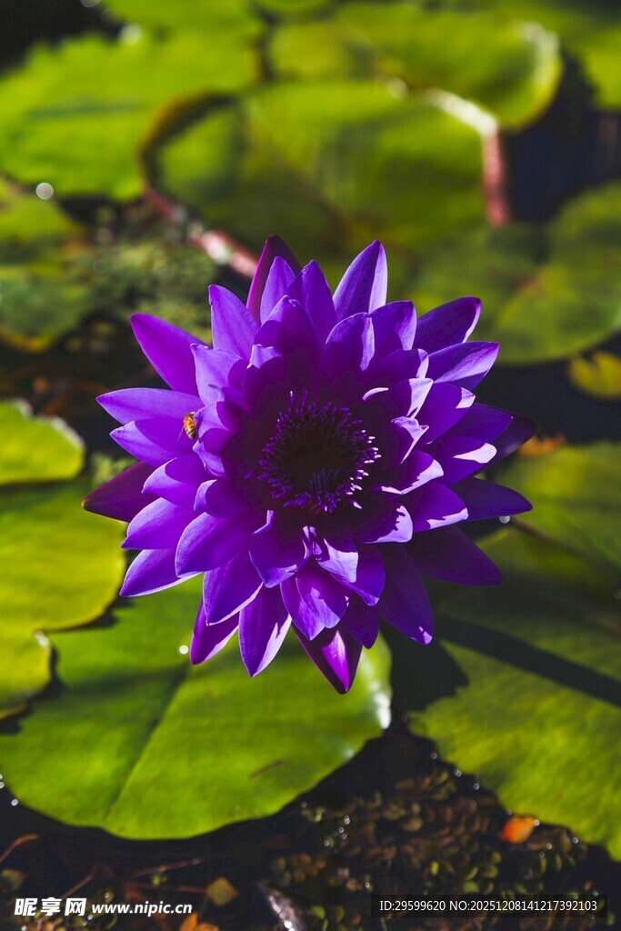 紫色睡莲绽放于绿叶间