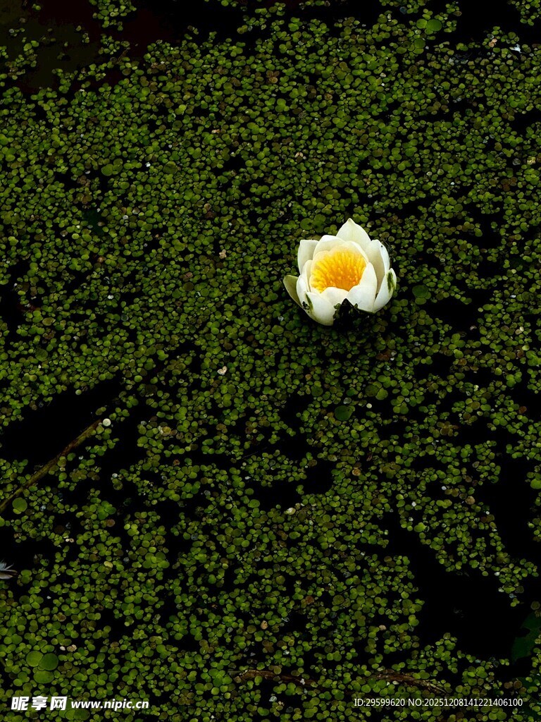 绿叶丛中一朵素雅小花