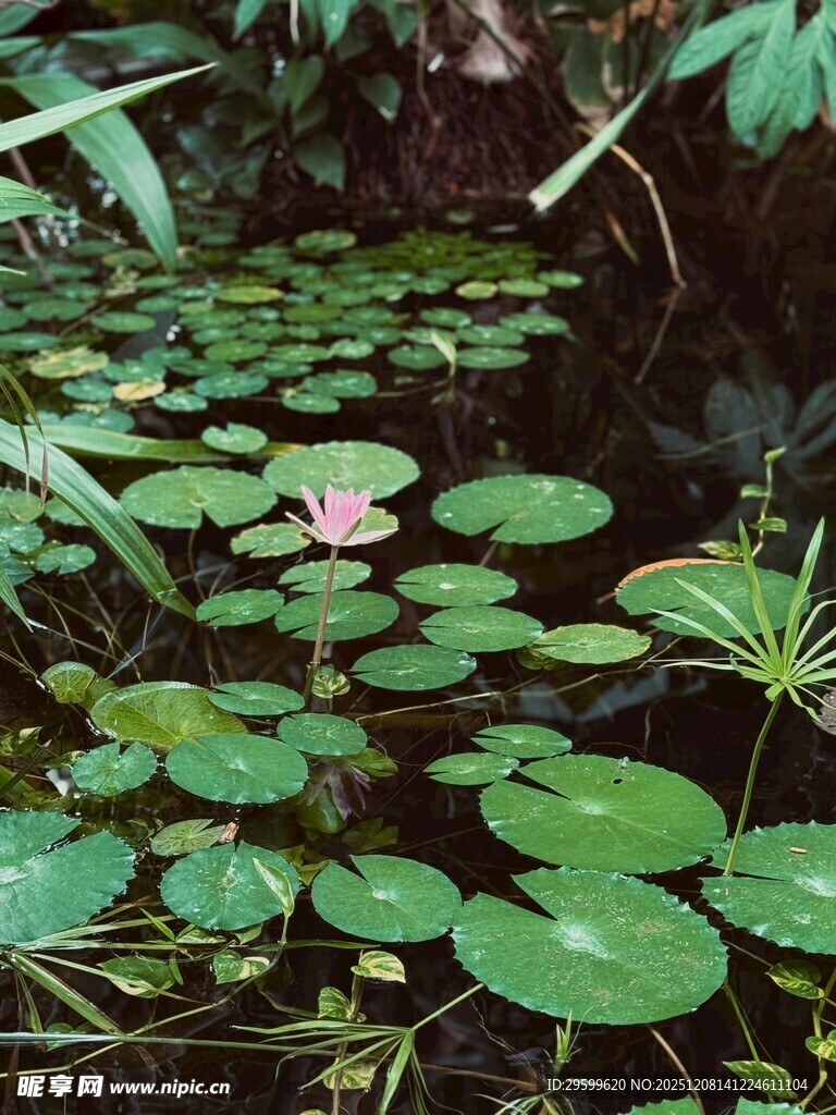 荷塘中的睡莲与莲叶