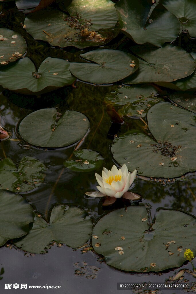 水中绽放的美丽白色睡莲