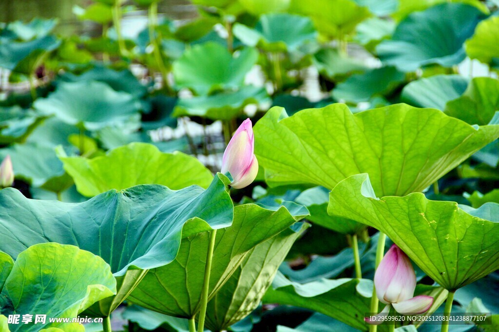 荷塘中的荷花与荷叶
