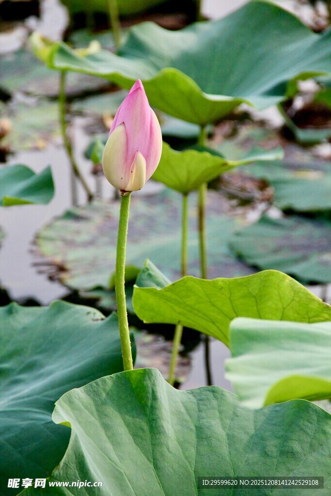 含苞待放的粉嫩荷花