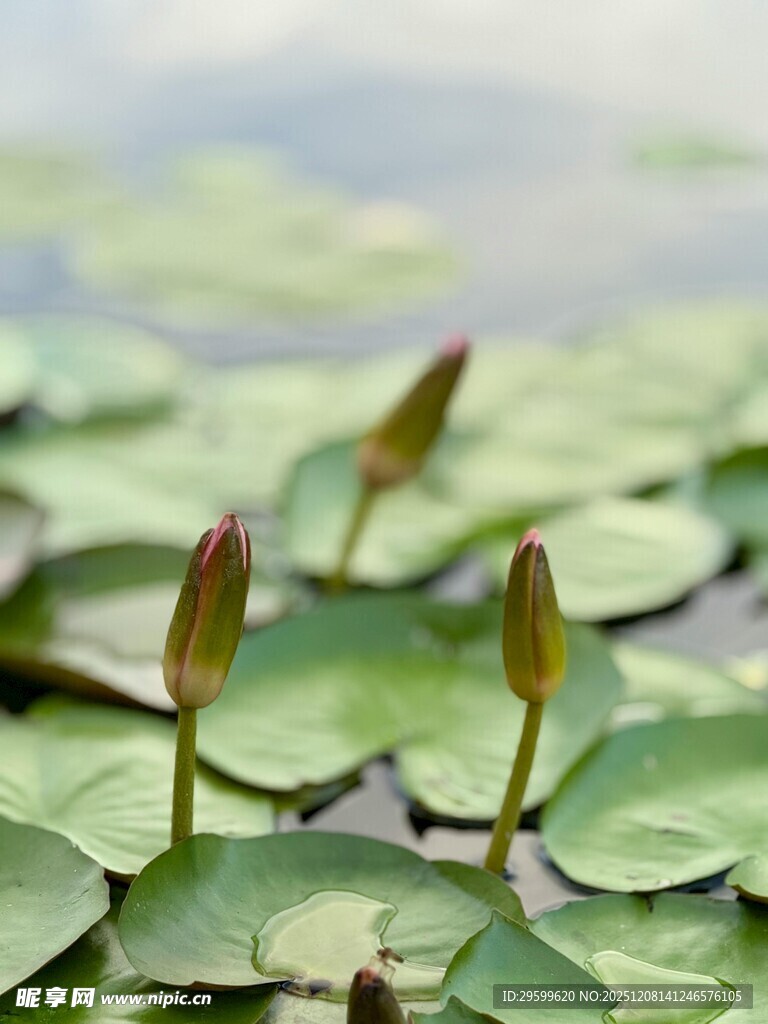 水面上的嫩绿睡莲初芽