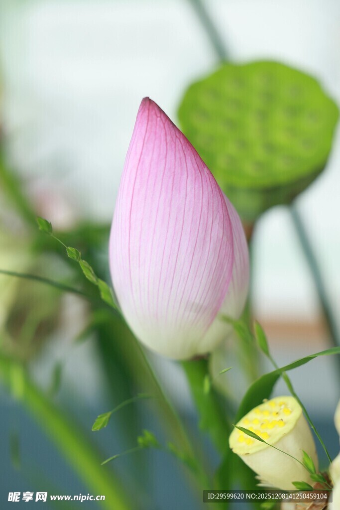 含苞待放的粉嫩荷花