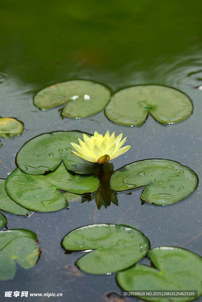 水中绽放的黄色睡莲