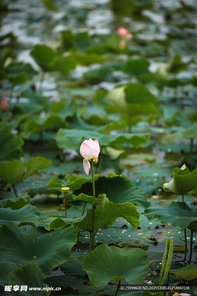 水中白荷绽于莲叶间