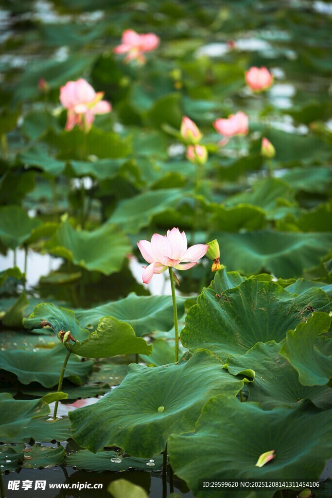 荷塘荷花绽放美景