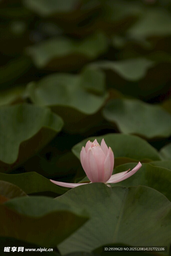 粉荷绽于绿叶间