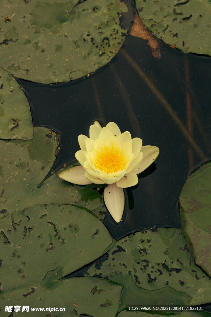 水中绽放的美丽黄色睡莲