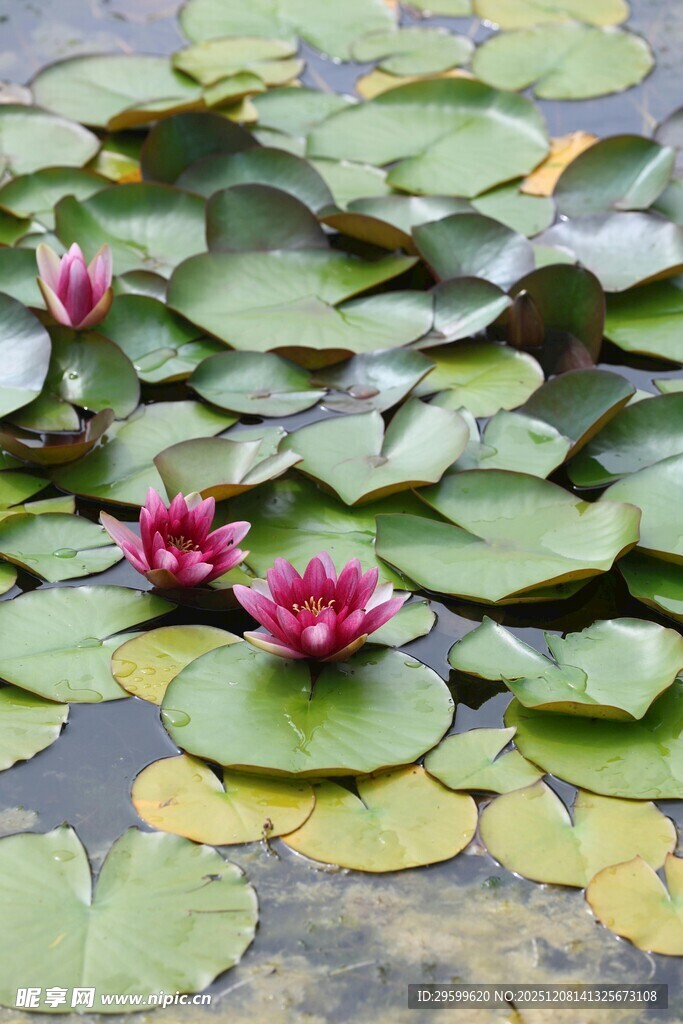 池塘中的睡莲与荷叶