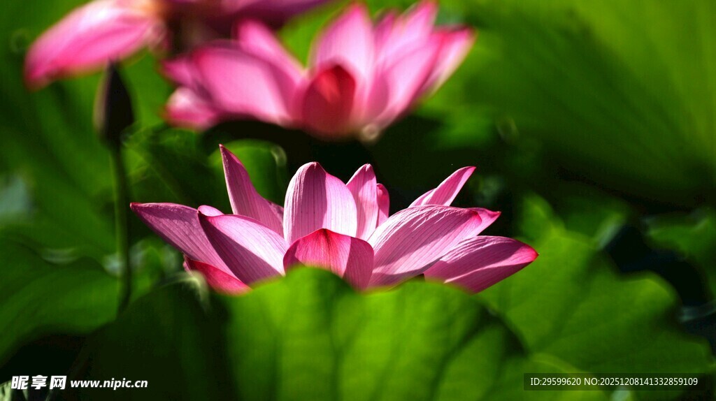 娇艳荷花绽放绿叶间