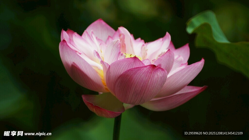 娇艳盛开的粉色荷花