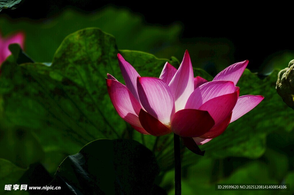 娇艳盛开的粉色荷花