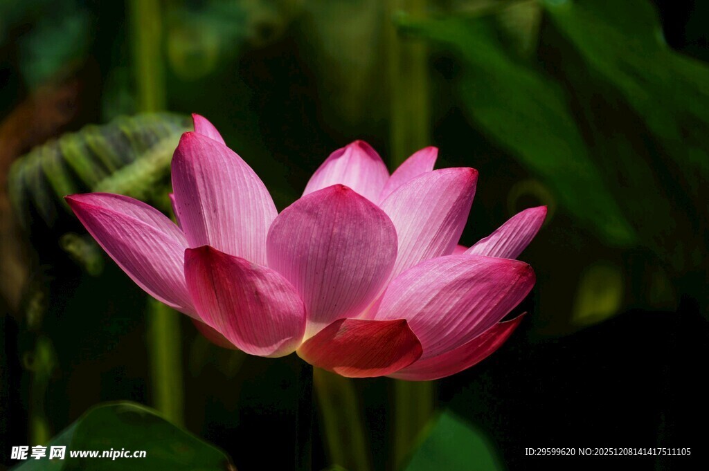 娇艳绽放的粉色荷花