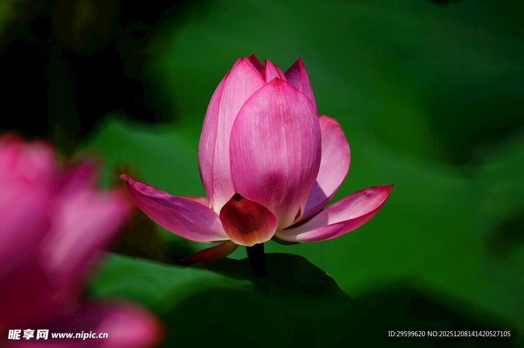 娇艳绽放的粉色荷花