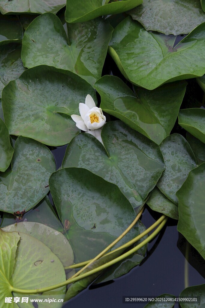 水中睡莲绽于绿叶间