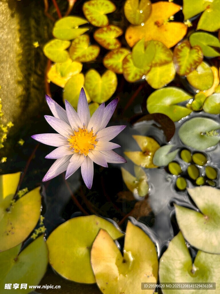 水中绽放的美丽白色睡莲