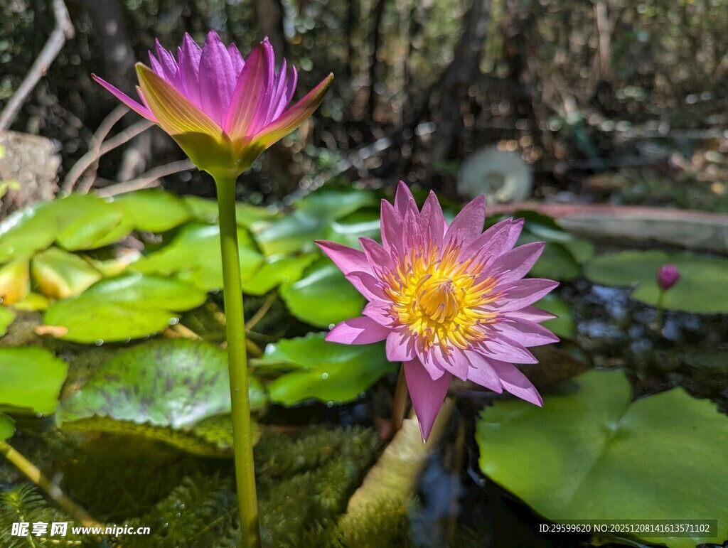 两朵绽放的美丽紫睡莲
