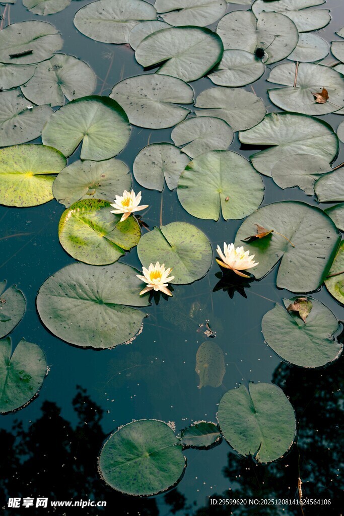 池塘中的睡莲与荷叶