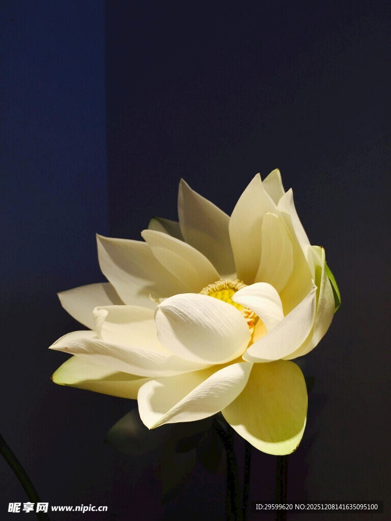 洁白绽放的优雅荷花