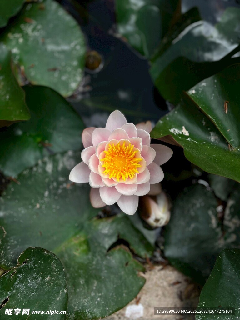 水中绽放的美丽白色睡莲