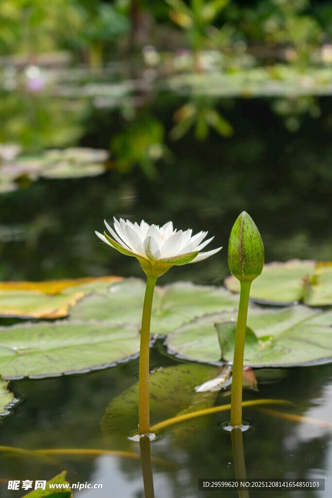 水中绽放的白色睡莲