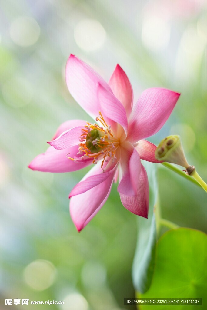 娇艳粉色荷花特写