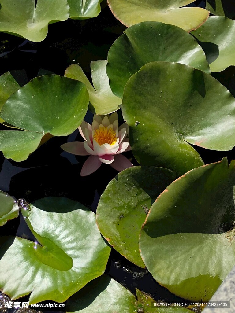 水中睡莲与莲叶的景致