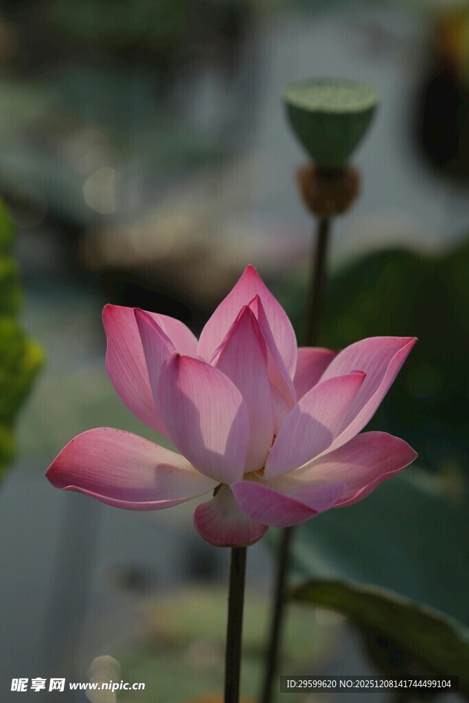 娇艳绽放的粉色荷花