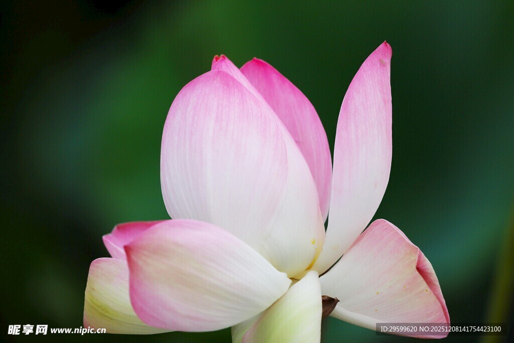 娇艳绽放的粉色荷花