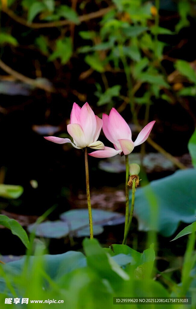 水中绽放的娇艳荷花