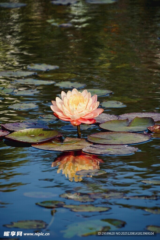 水中绽放的美丽睡莲