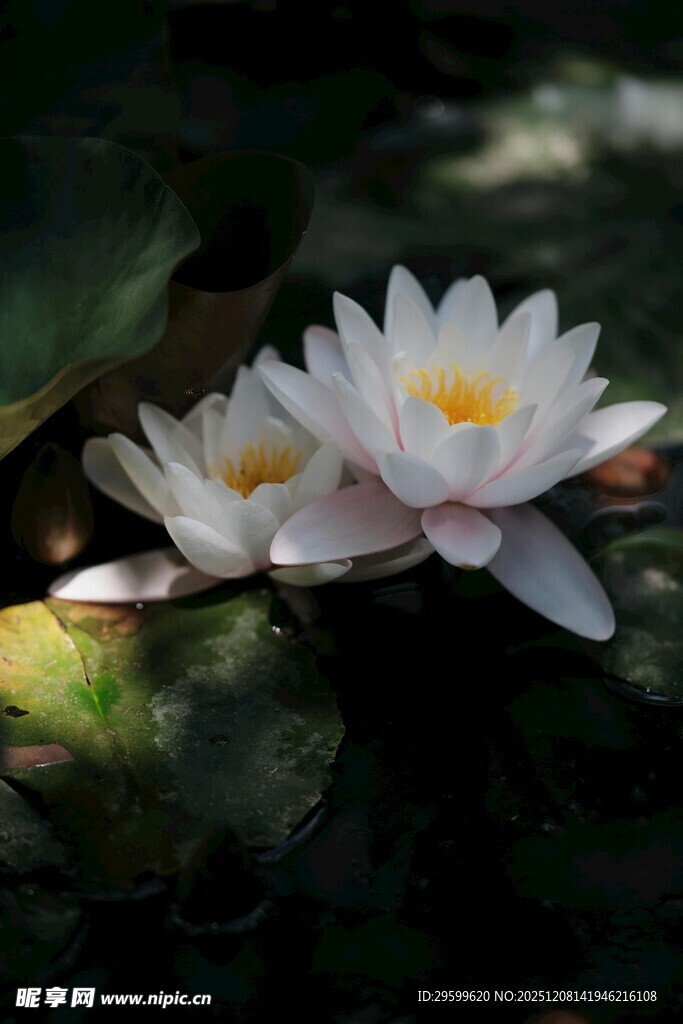 两朵绽放的美丽白睡莲