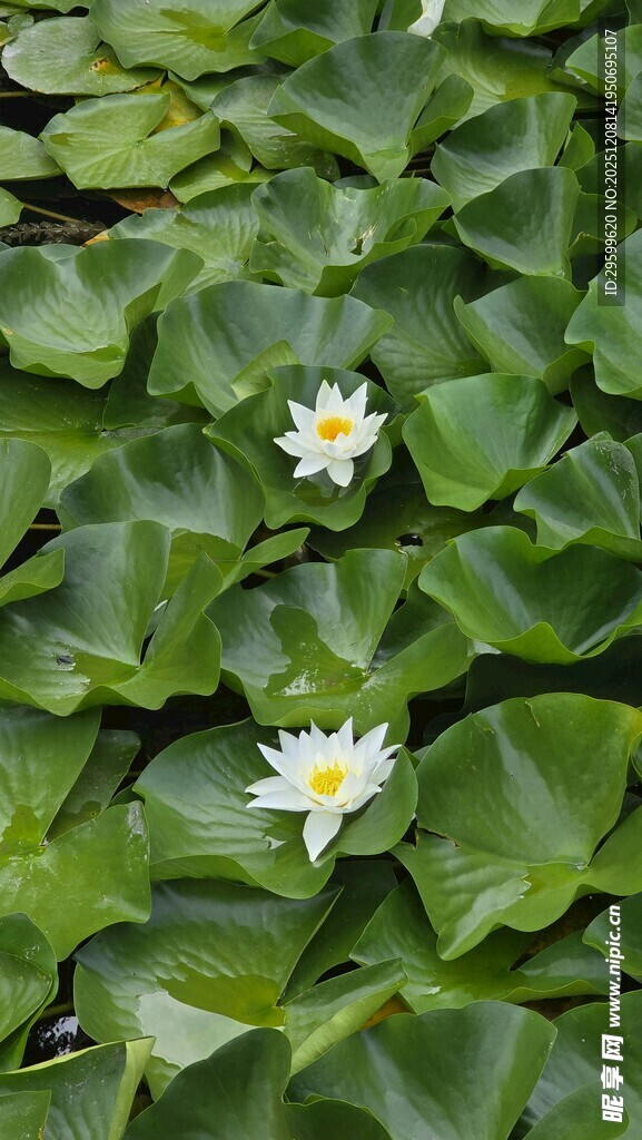 水面上绽放的白色睡莲