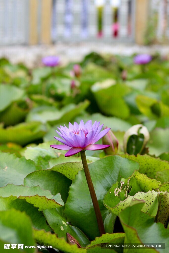 池塘中的美丽紫色睡莲