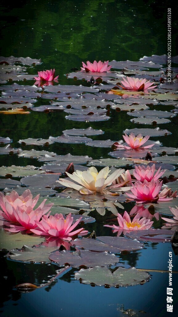 池塘中绽放的美丽睡莲