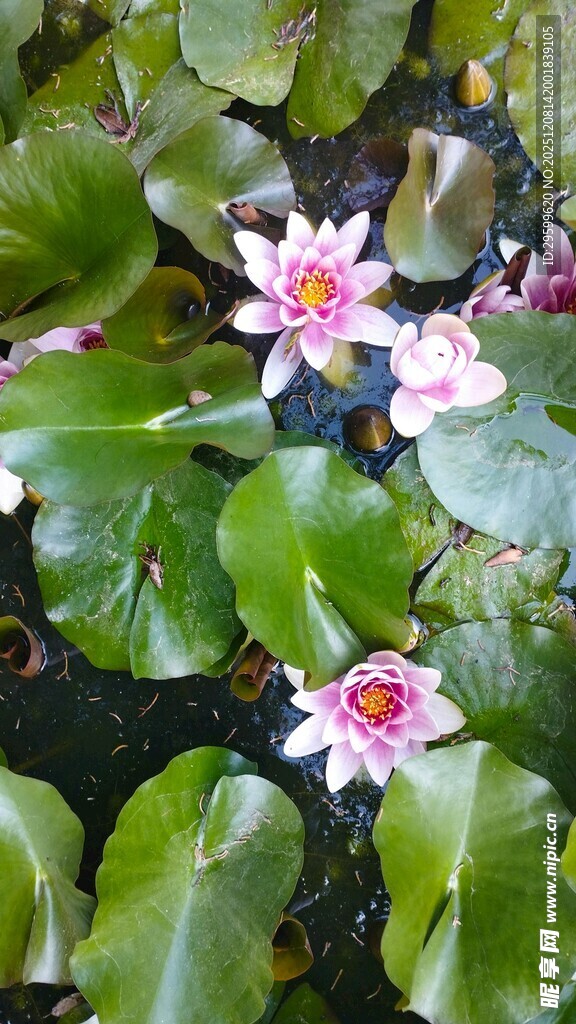 水中绽放的美丽睡莲