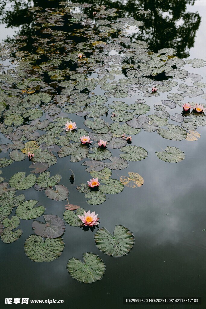 池塘中的睡莲与荷叶