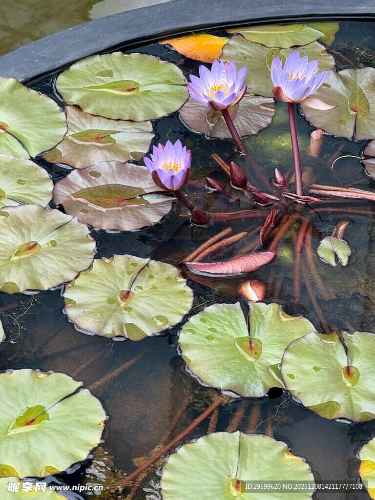 水中睡莲与莲叶景观