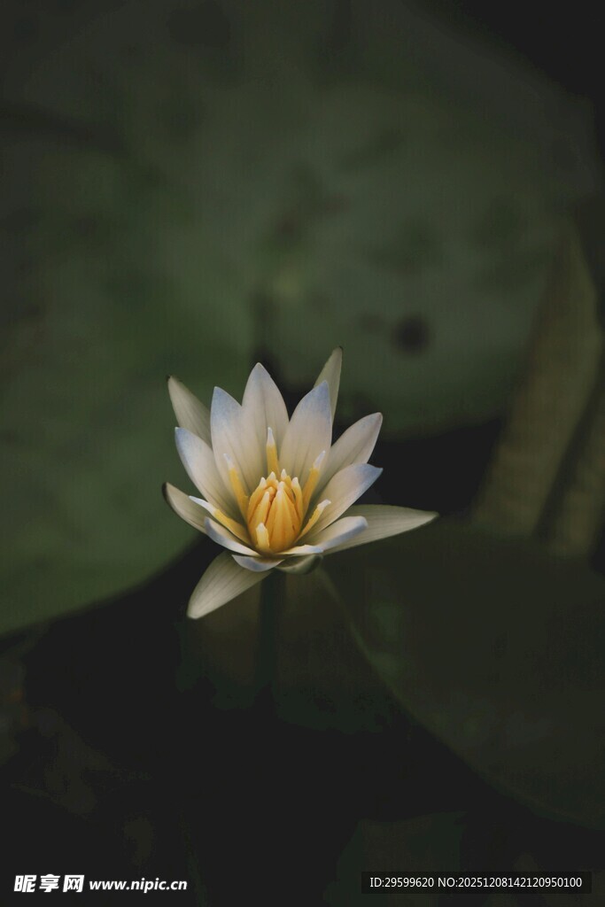 水中绽放的白色睡莲