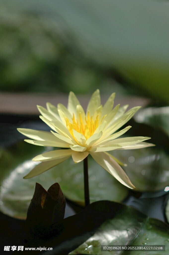 绽放的黄色睡莲