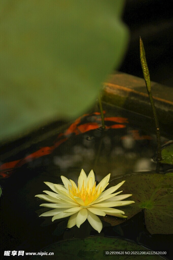 水中绽放的黄色睡莲