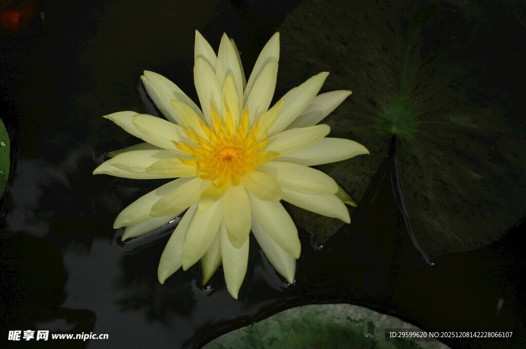 水中绽放的黄色睡莲
