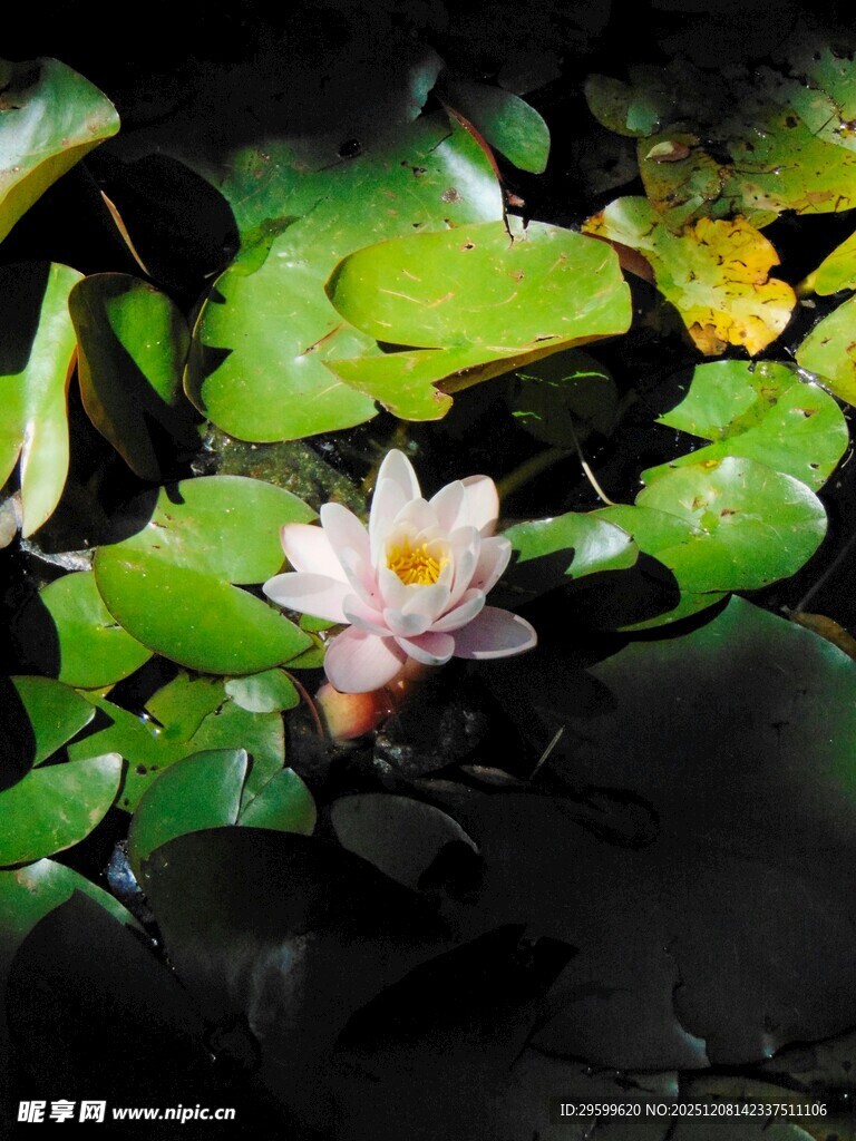水中绽放的美丽睡莲