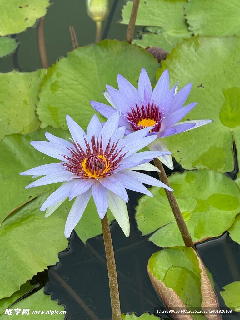 两朵娇美睡莲绽放