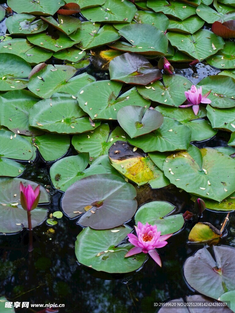 池塘中的粉色睡莲与荷叶