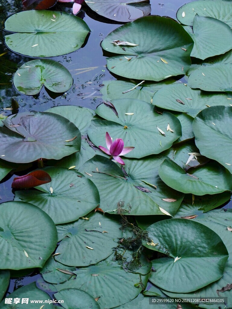 水中睡莲与荷叶的景致