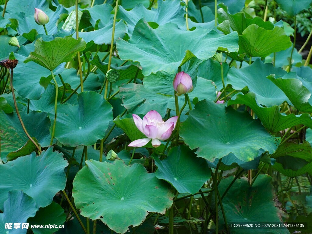 荷塘中的粉嫩荷花