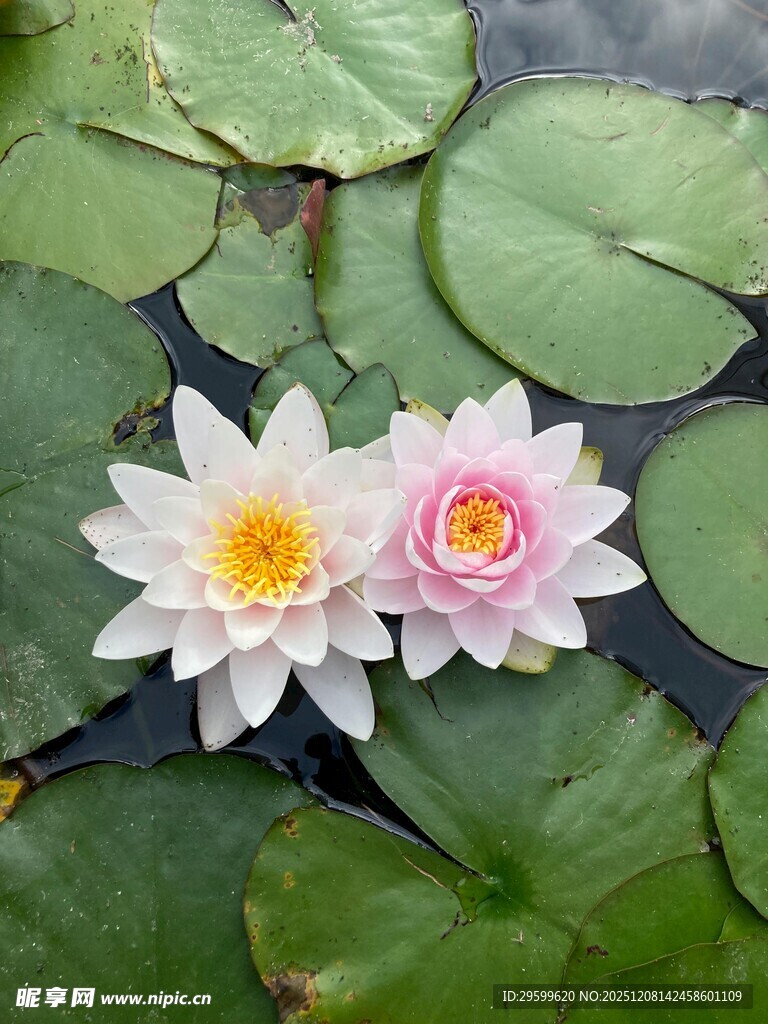 两朵睡莲绽放于绿叶间